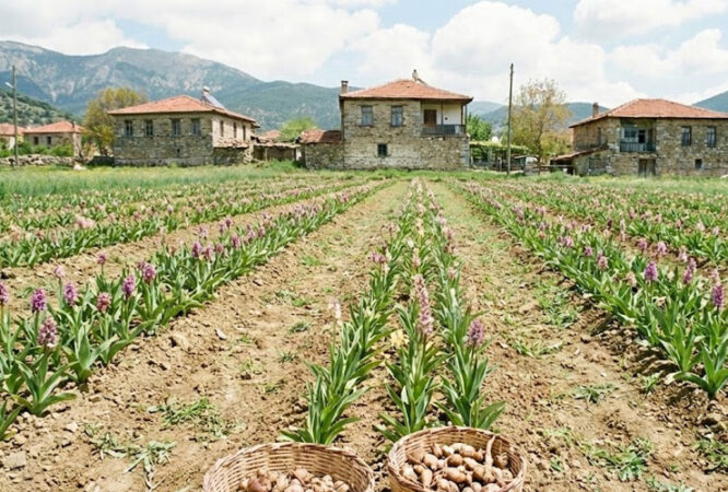 Salep Yetiştiriciliği Eğitimi